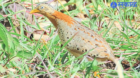 Rare Birds: कान्हा अभयारण्यात पिवळ्या पायांच्या बटन लावाचे पहिले छायाचित्रे! सर्वेक्षणात आढळला पक्षी