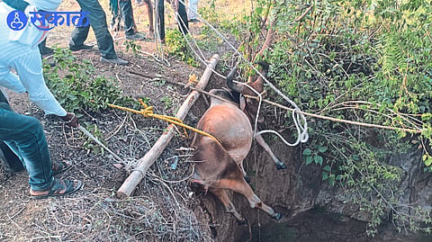 youth saves cow which fell in well jalgaon news 
