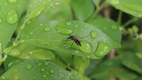 Mosquitoes 
