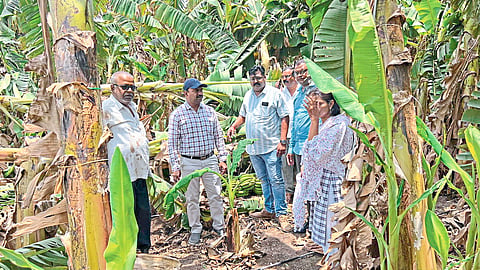 Nimzari (T.Shirpur): Tehsildar Mahendra Mali inspecting the banana garden that was damaged by the storm