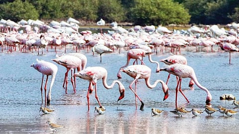 Sea Birds