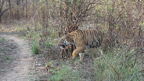 Tiger