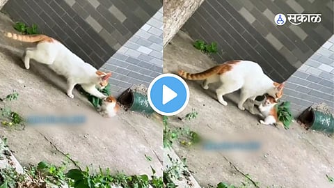 Viral Video