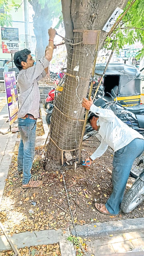 पिंपळे गुरव, सांगवीतील 
झाडांनी घेतला मोकळा श्वास