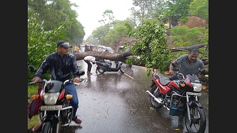 Tree Collapse