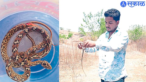 Pimpalner: Snake friends while releasing a rare cat snake into the forest. In the second photo, a rare cat snake.