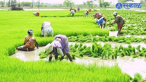Kharif Season Sowing