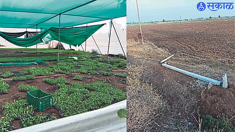 Taloda: Damage to the nursery in the taluka due to storms.