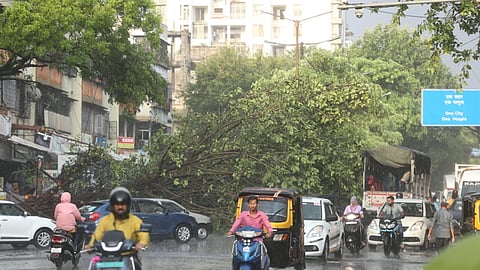 Aundh Tree Collapse