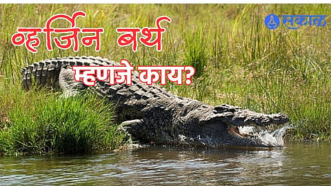 Virgin Birth in Crocodile