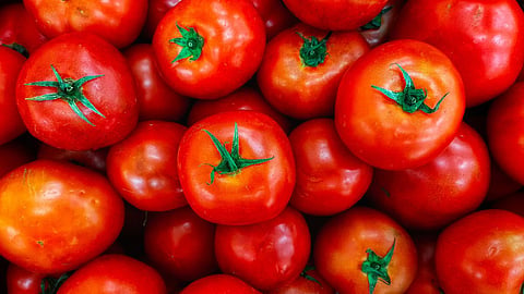 Tomato 