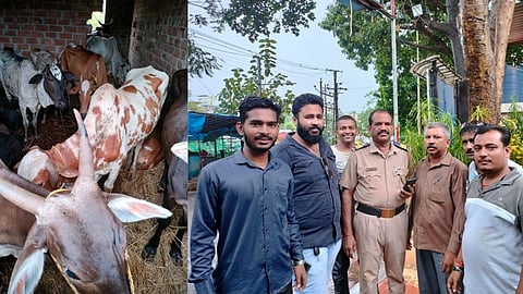 Cow smuggling Kalyan Titwala area Police rescued 46 cows from cow smugglers crime mumbai