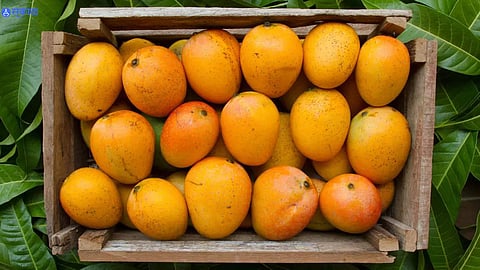 Mango Myths