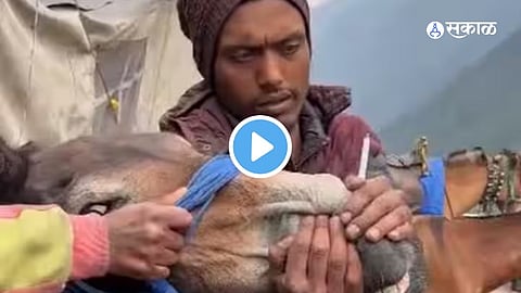 Viral Video