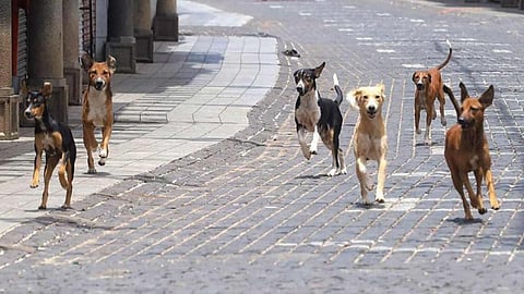  case registered against woman police officer for beating up woman who feeding stray dogs marathi news pune