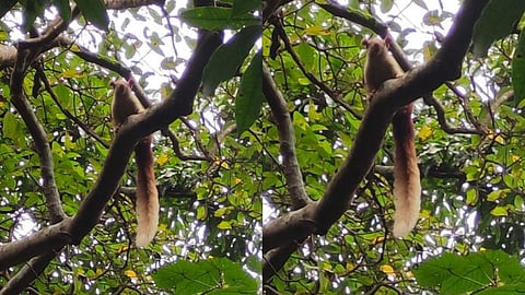 Giant Squirrel