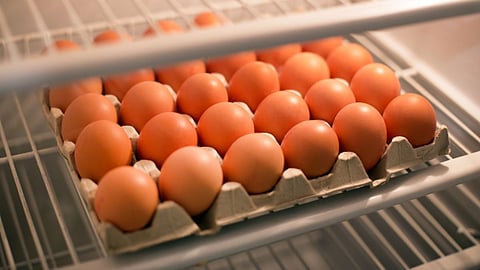 Food Storage
