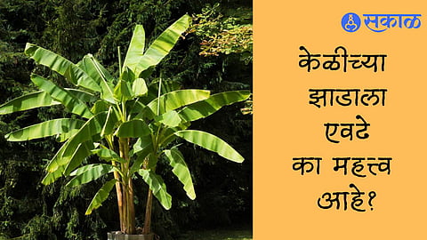 Banana Tree - kelich zadache mahatva