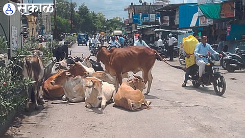 Animals sitting on busy streets in Bhadgaon Road area.
