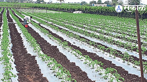 Farmers applying fertilizer to tomato crop hoping for rain.
