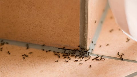 Monsoon Flying Insects