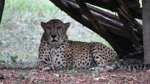 Madhya Pradesh Kuno National Park