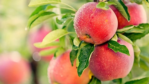 Apple Himachal Pradesh Jammu Kashmir