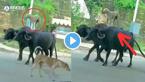 Video Viral