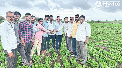 Traders buying coriander from farmer Yuvraj Jagtap of Tarukhedle.