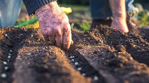 Sow Seeds