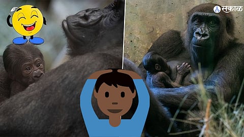 Gorilla Viral News