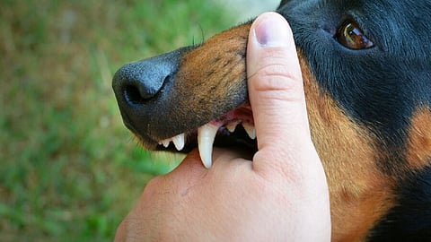 UP Rabies News