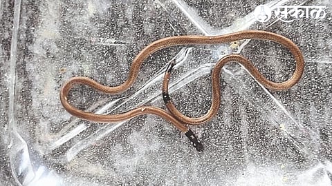 A rare Powla snake found in Pimpalgaon