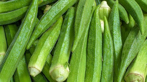  lady finger 