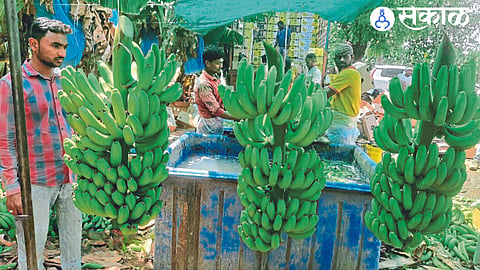 Demand for bananas from  district in Gulf countries jalgaon news