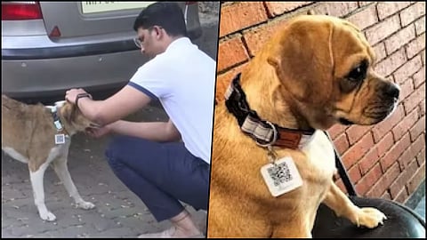 Aadhaar Card for Stray Dogs