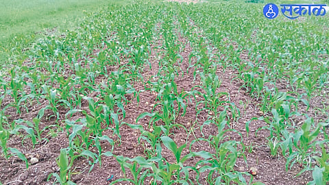 The maize sown in the area has started to wither due to lack of irrigation
