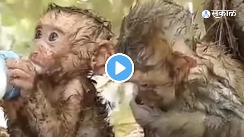 Viral Video