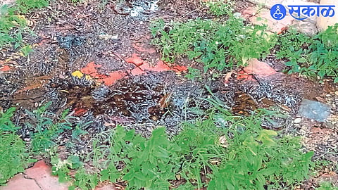 Water leak at Bella D'Souza Garden
