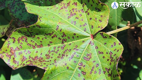 blight disease on cotton