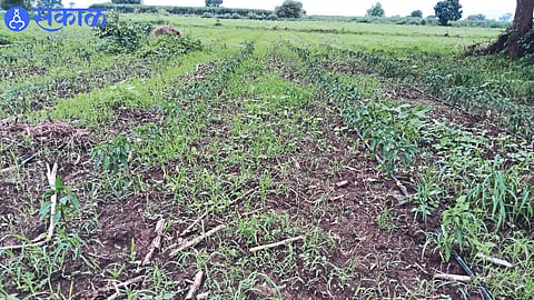Stunted crop growth due to lack of sunlight.
