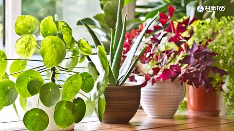 Indoor Plants 
