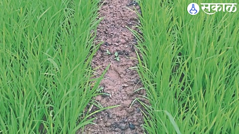 Prepared rice plants.
