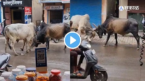 Video Viral 