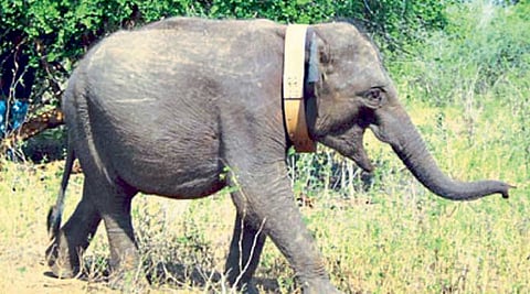 Elephants 
