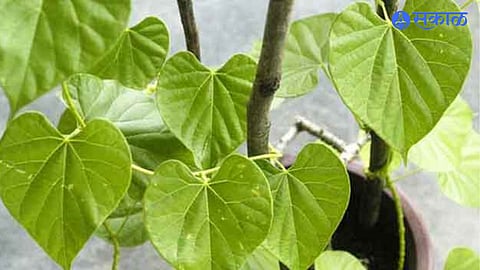 Giloy Magical Benefits