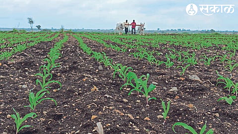 Maize, cotton crop that blooms on short rains