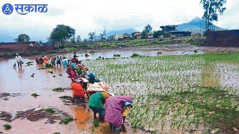 While rice planting is underway in the eastern part of the taluka due to incessant rains
