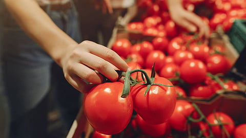 Tomato 
