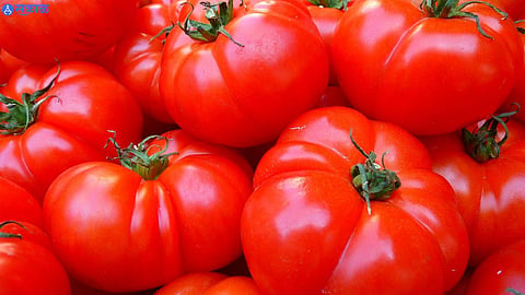 Tomato Price 